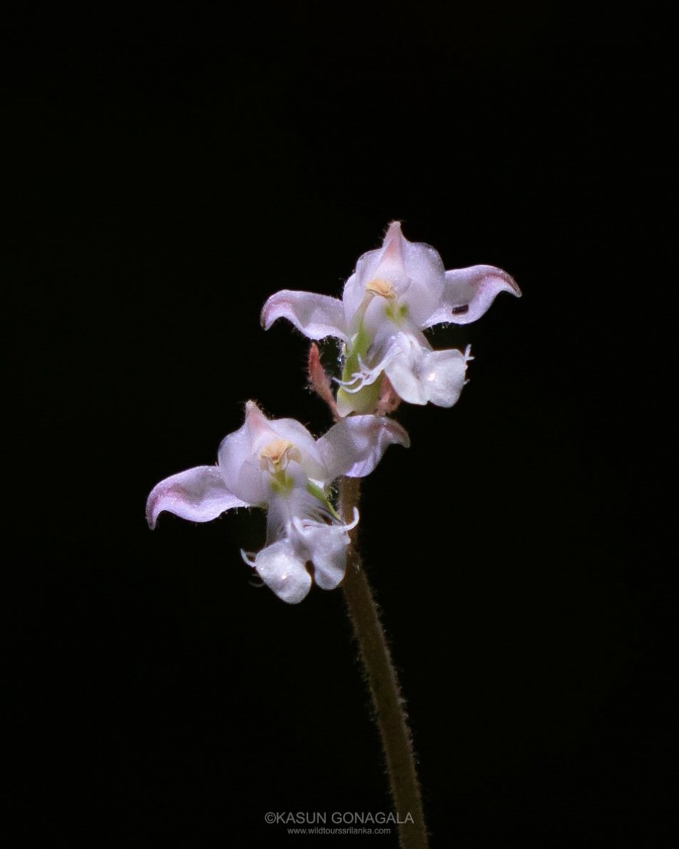 Anoectochilus regalis Blume